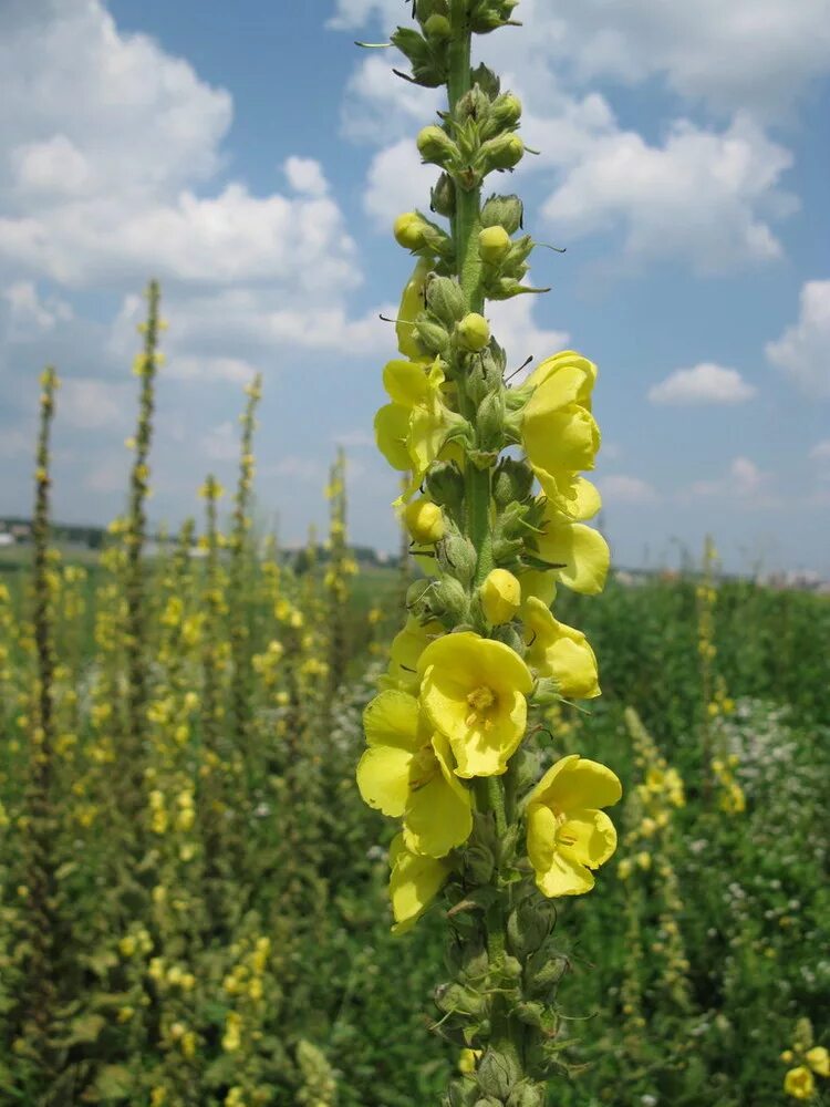 Растение коровяк фото и описание как выглядит Verbascum densiflorum - Изображение особи - Плантариум