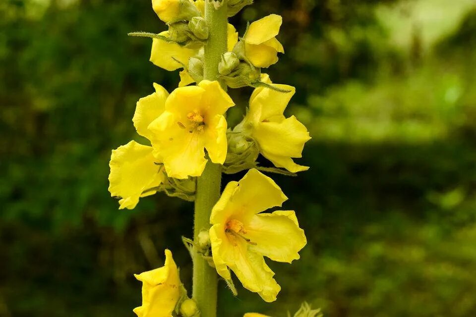 Растение коровяк фото и описание как выглядит Verbascum фото - DelaDom.ru