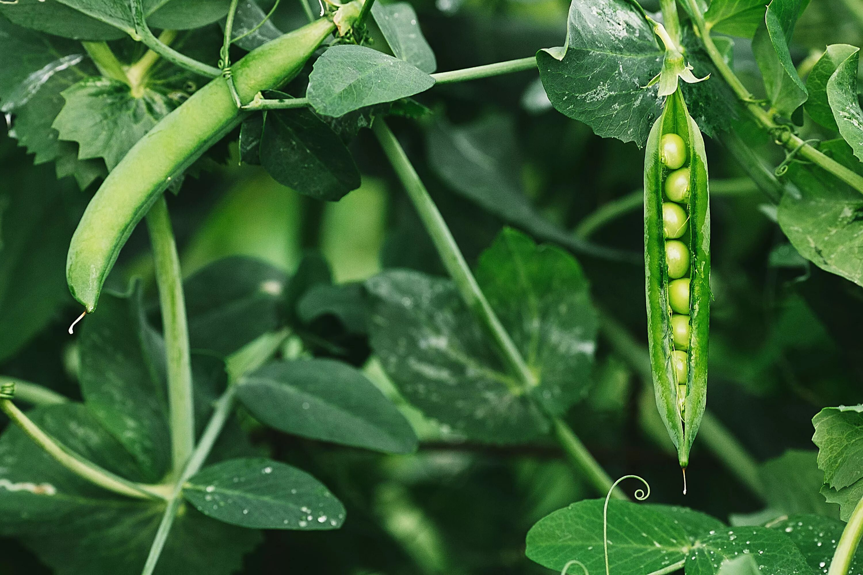 Растение которое выглядит как горох Not so pea-brained after all! Pea plants demonstrate ability to 'gamble' - a fir