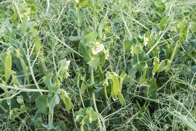 Растение которое выглядит как горох Blossoming Curly Plumeless Thistle from Close Stock Image - Image of carduus, pi