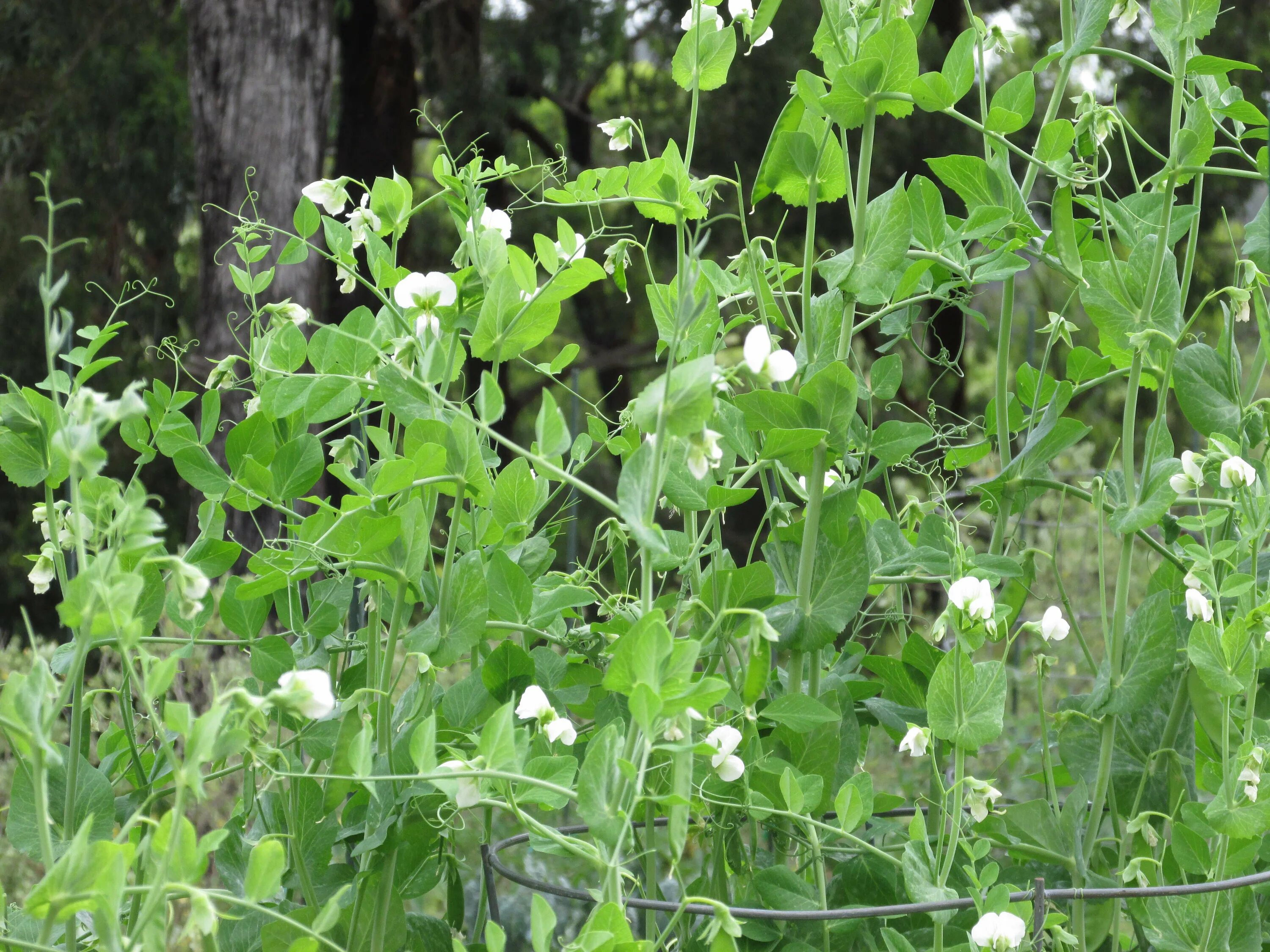 Растение которое выглядит как горох Gardening 101: Peas - Gardenista