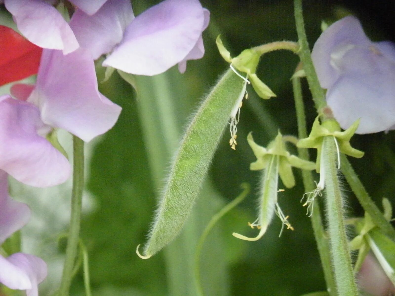 Растение которое выглядит как горох Can You Eat Sweet Peas - Are Sweet Pea Plants Toxic Sweet pea seeds, Sweet pea f