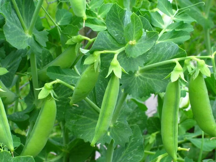 Растение которое выглядит как горох Growing peas in containers SF Growing vegetables, Sweet pea seeds, Container gar