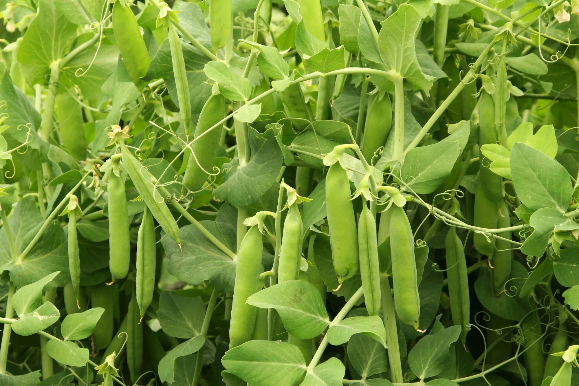 Растение которое выглядит как горох Growing Peas: How to Plant, Grow, and Harvest Peas The Old Farmer's Almanac