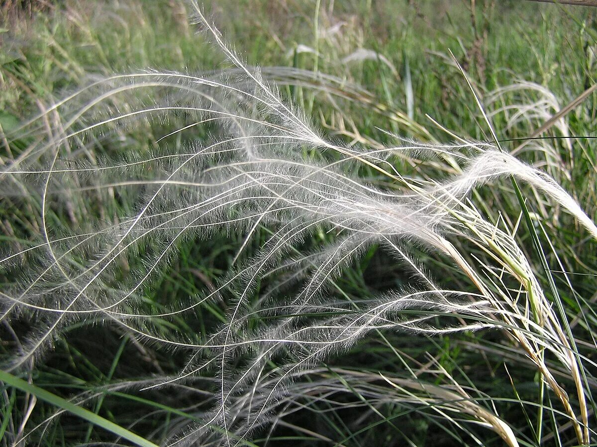 Растение ковыль фото как выглядит Файл:Stipa pennata flowering spikes.jpg - Википедия