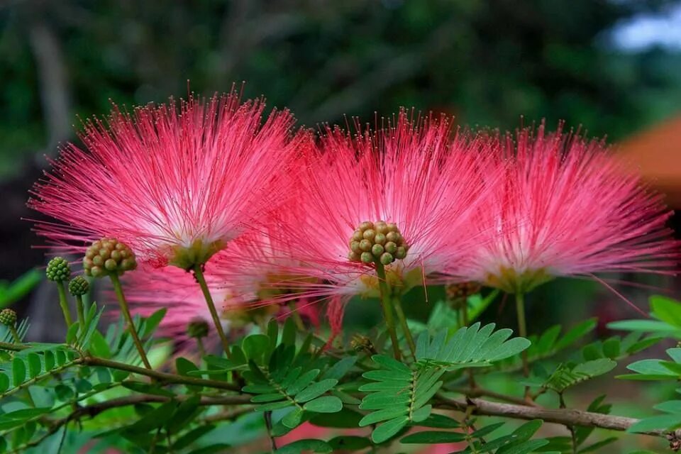 Растение краснодар фото Acacia rose Mimosa tree, Mimosa flower, Silk tree