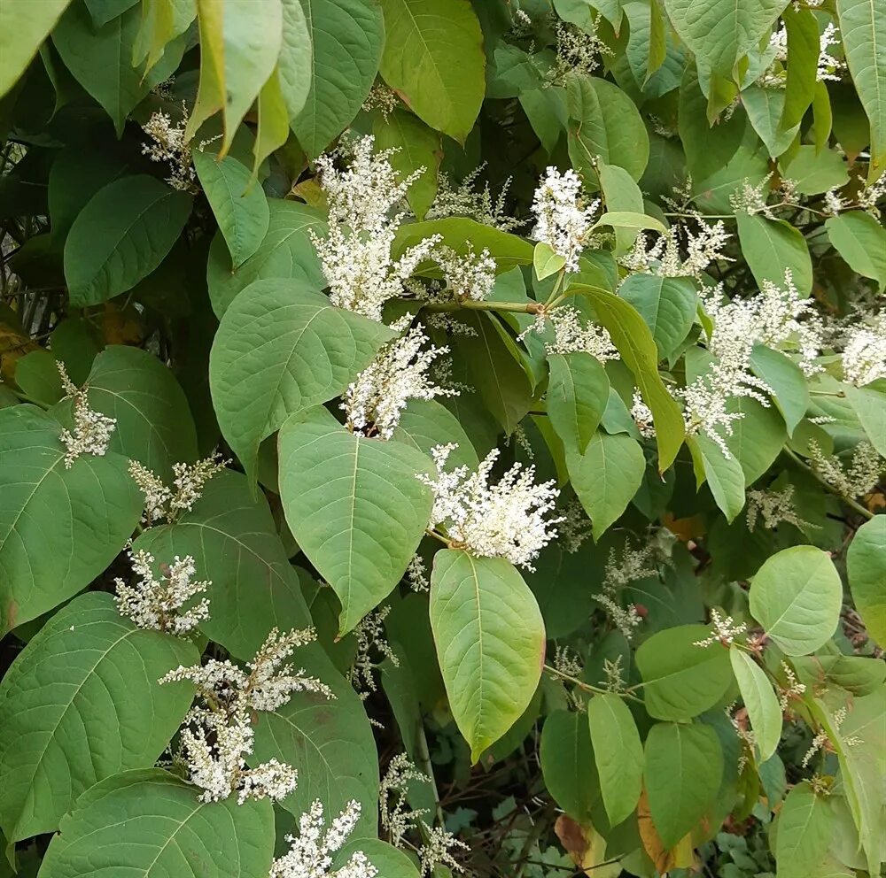 Растение краснодар фото Горец сахалинский (рейнутрия) семена купить недорого