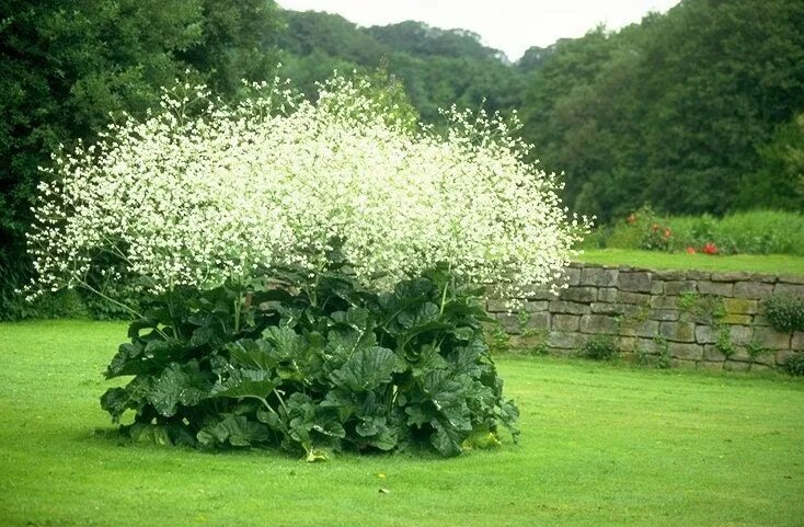 Растение краснодар фото Crambe Cordifolia - Greater Sea Kale - Herbaceous Perennial Plant - 5 Seeds Outd