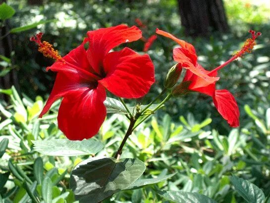 Растение красного цвета фото Hibiskus Zararları Amber çiçeği, Çiçek, Bitki