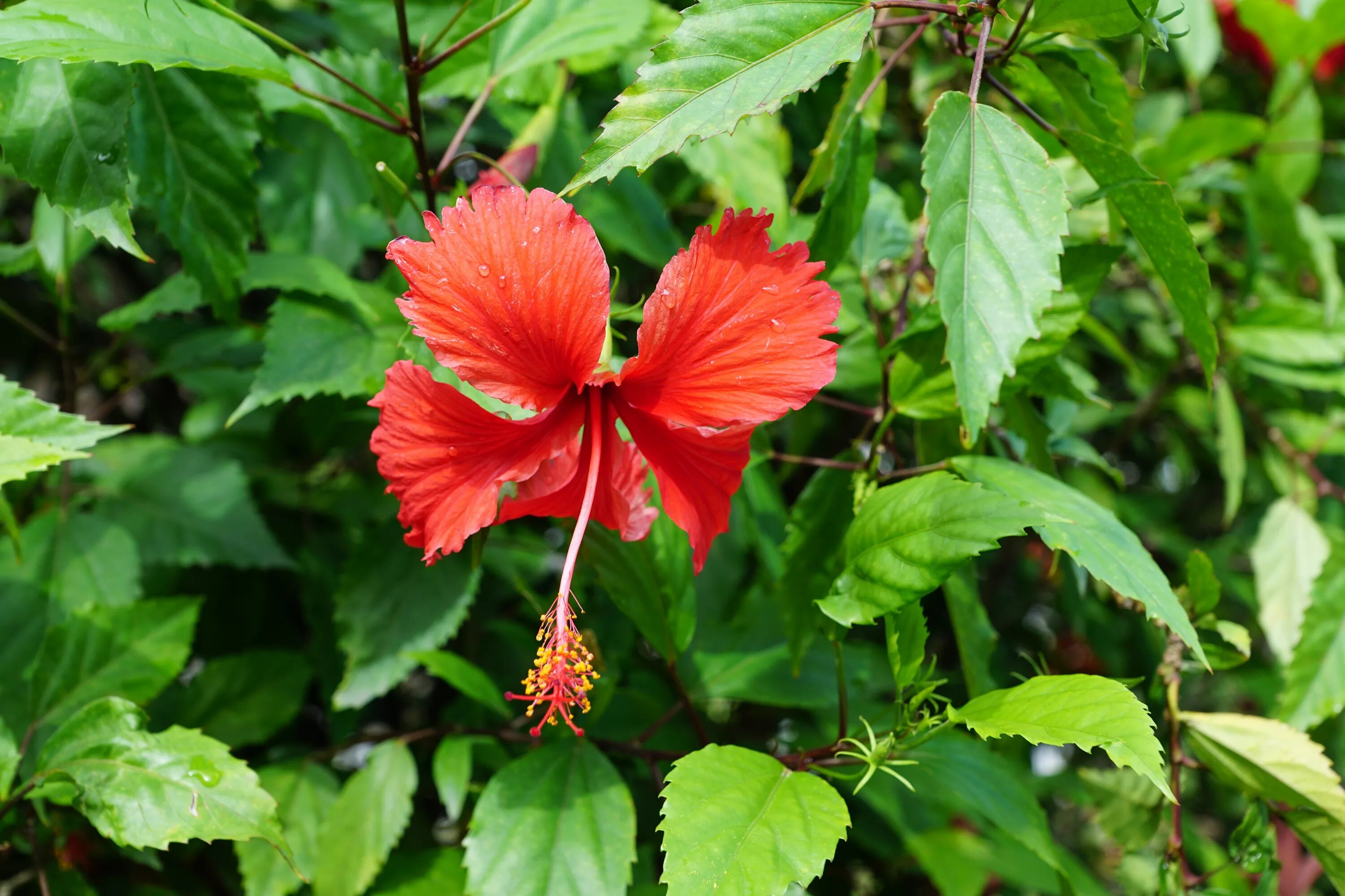 Растение красного цвета фото Free Images : leaf, flower, red, herb, botany, flora, shrub, malvales, flowering