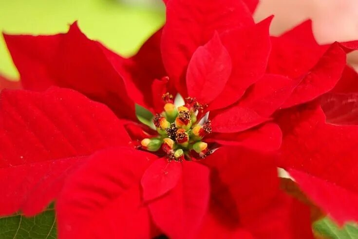 Растение красного цвета фото Cuidados de la flor de Pascua o estrella federal Flor de pascua, Estrella federa