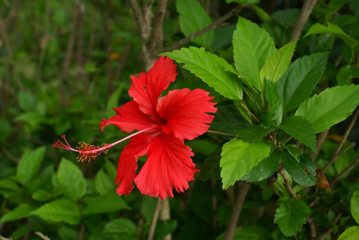 Растение красного цвета фото Файл:Hibiscus rosa-sinensis flower 2.JPG - Википедия