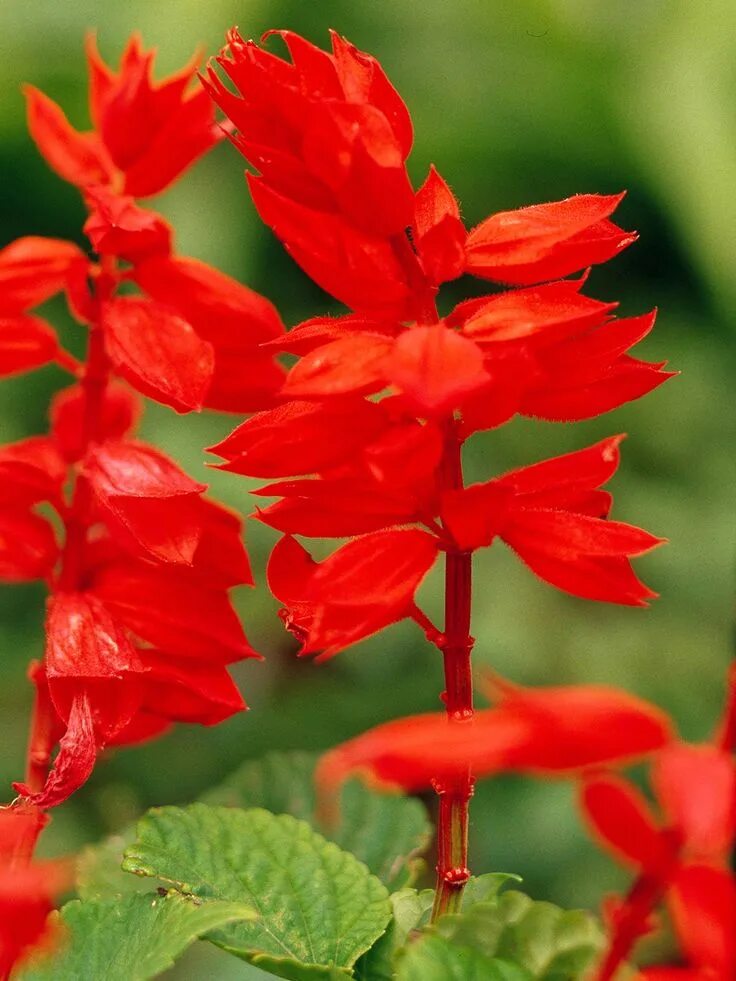 Растение красного цвета фото 31 Salvia Plants to Bring Color and Fragrance to Your Garden Salvia plants, Salv