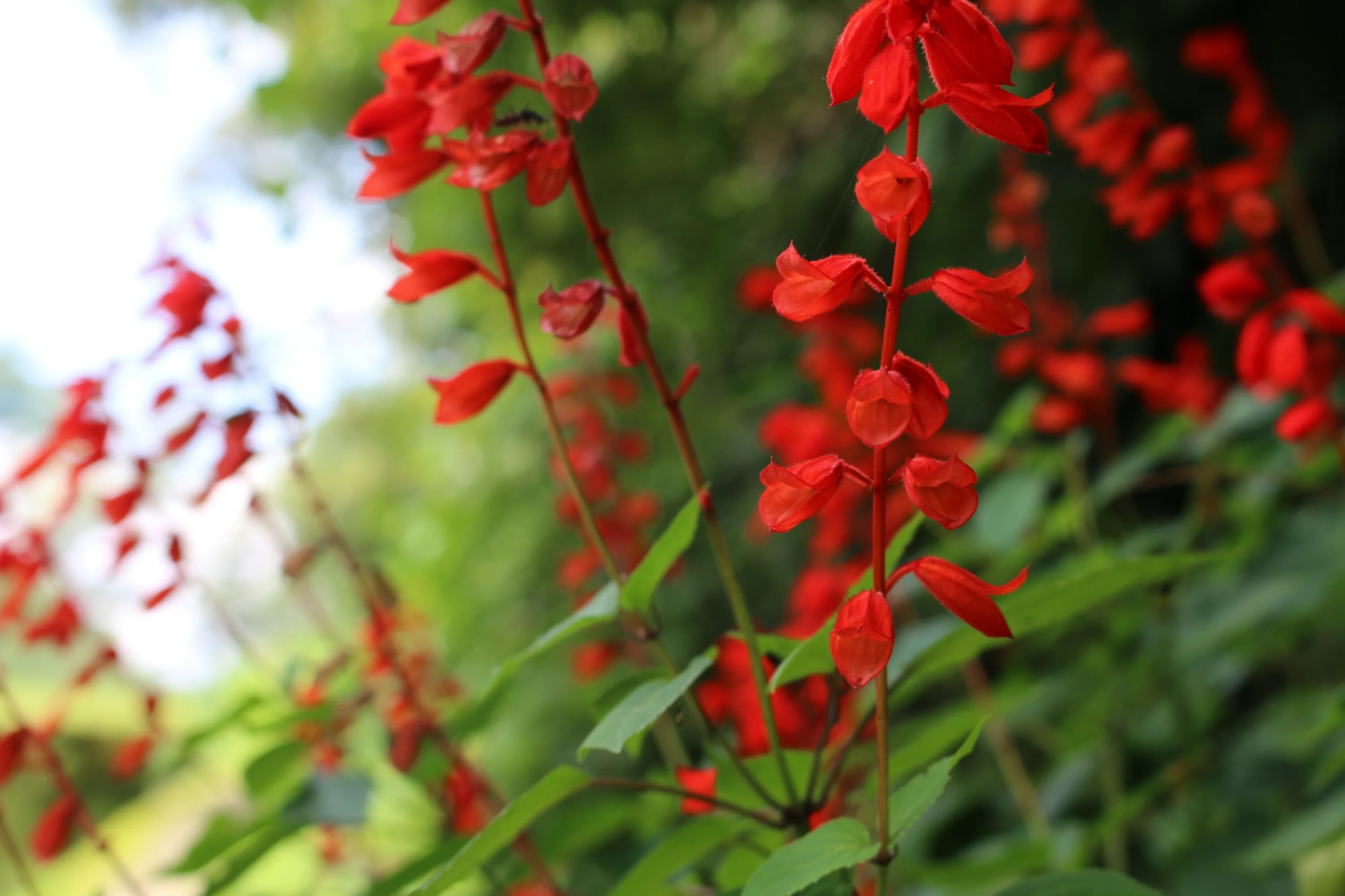 Растение красного цвета фото Free Images : nature, blossom, leaf, flower, red, herb, botany, flora, wildflowe