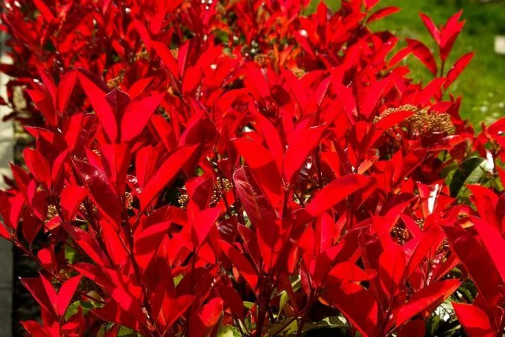 Растение красного цвета фото Plant Photinia Shrub Red - Free photo on Pixabay Growing shrubs, Garden shrubs, 