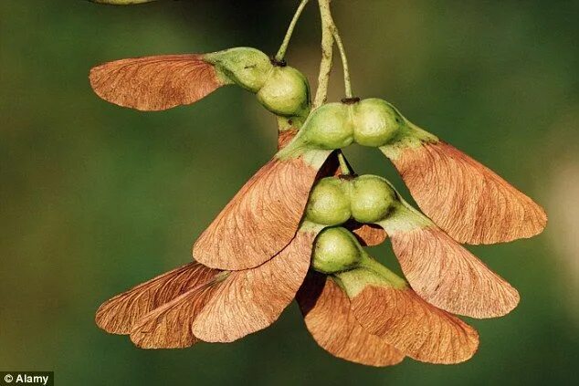 Растение крылатка как выглядит Tears of girl, 9, as sycamore seeds prove deadly for her pony Maple tree seeds, 