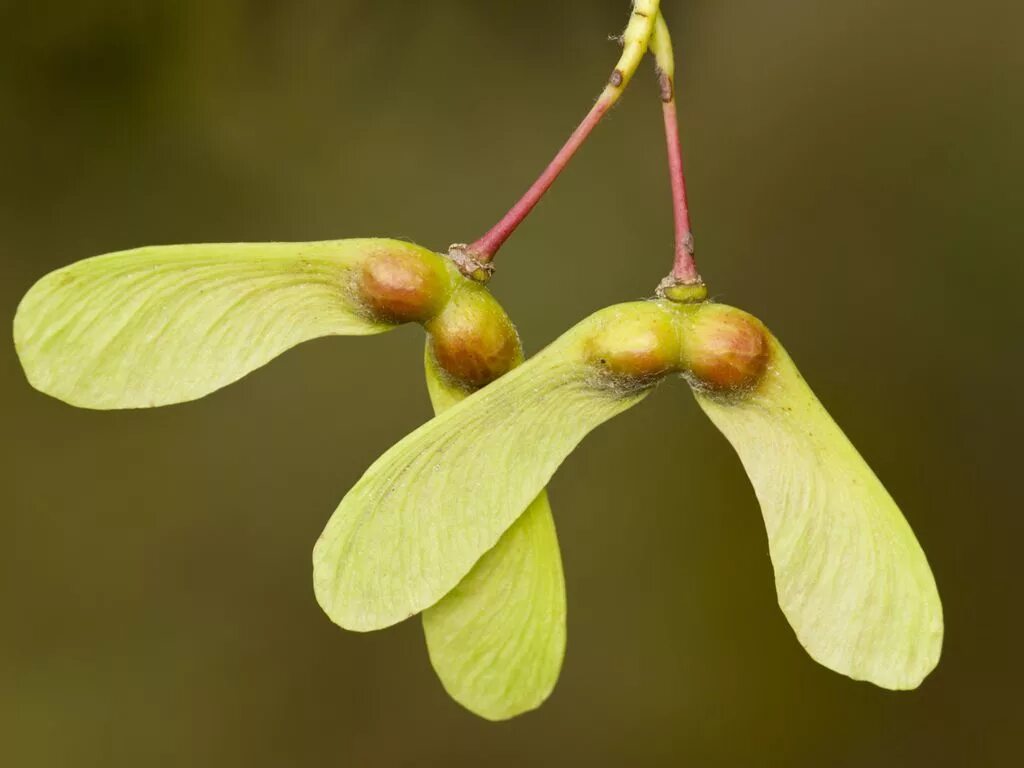 Растение крылатка как выглядит 3D Exemplar Project Maple tree seeds, Seed dispersal, Seeds