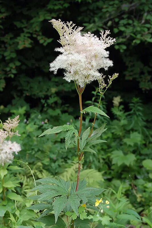 Растение лабазник как выглядит Filipendula palmata - Image of an specimen - Plantarium