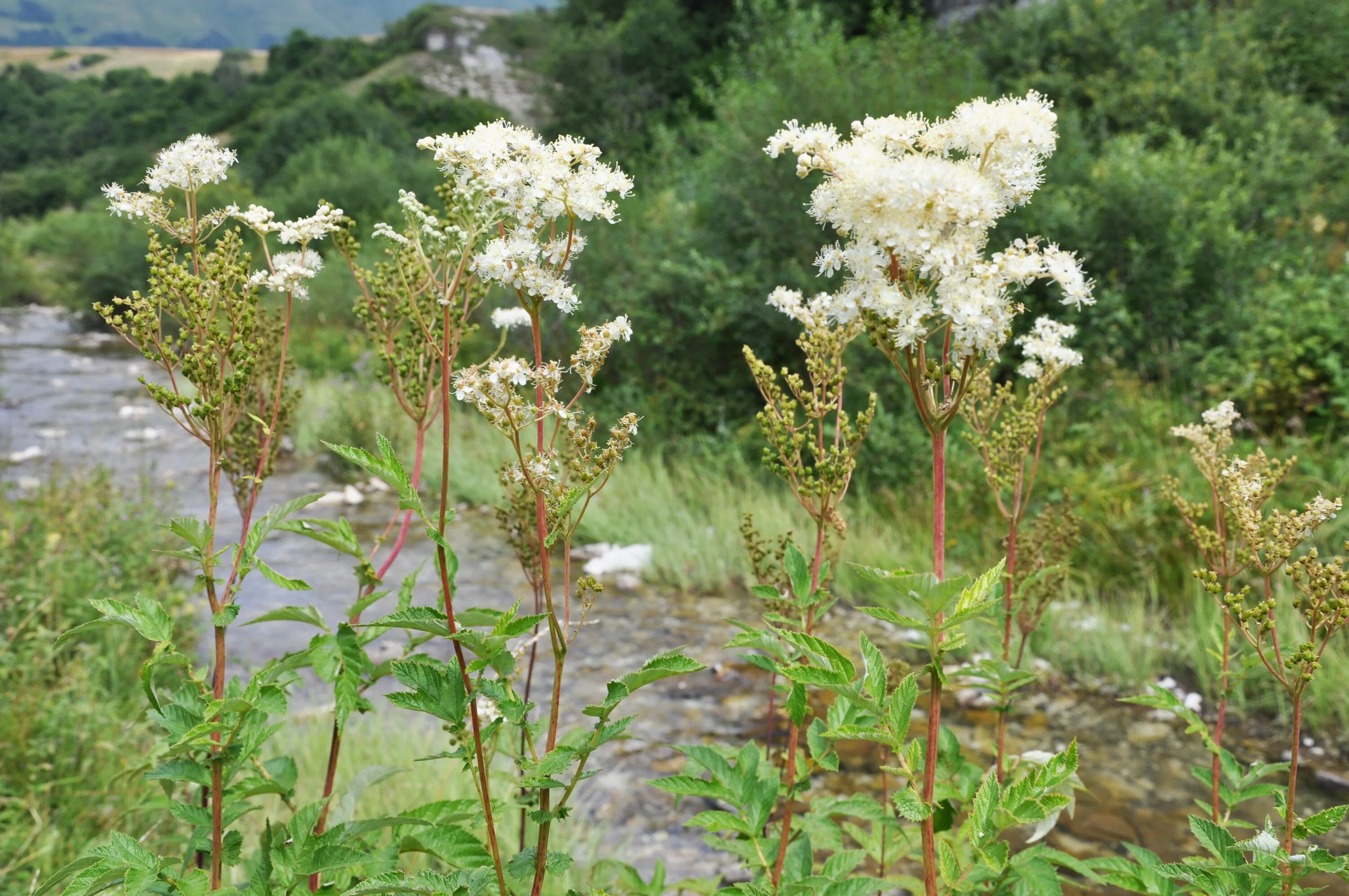 Растение лабазник как выглядит File:Filipendula ulmaria Meadow Sweet ჩვეულებრივი ქაფურა.JPG - Wikimedia Commons