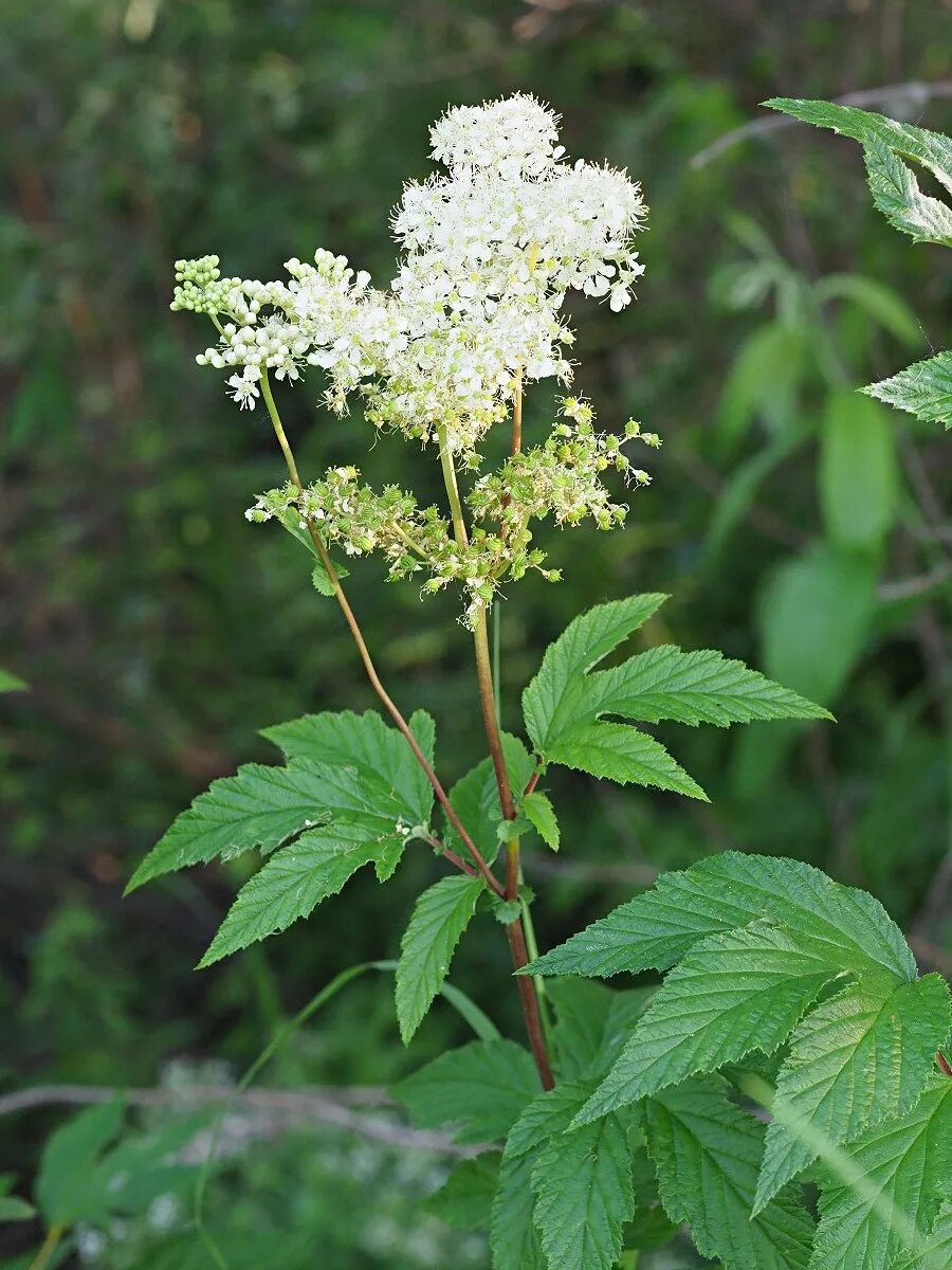 Растение лабазник как выглядит Filipendula ulmaria - Image of an specimen - Plantarium