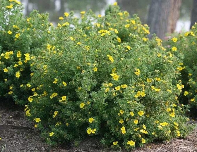 Растение лапчатка как выглядит Potentilla fruticosa 'Happy Face Yellow' (Shrubby Cinquefoil) Garden retreat ide