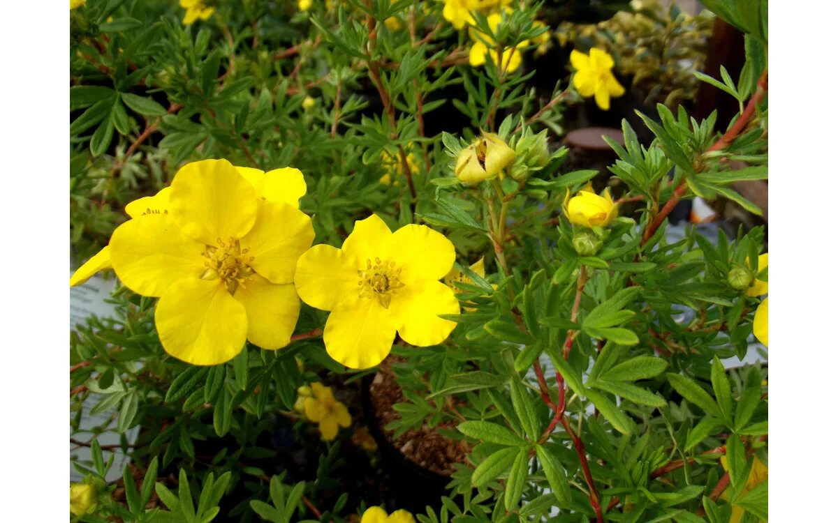 Растение лапчатка как выглядит Лапчатка кустарниковая ( Potentilla fruticosa) 20-30 см купить в Новосибирске