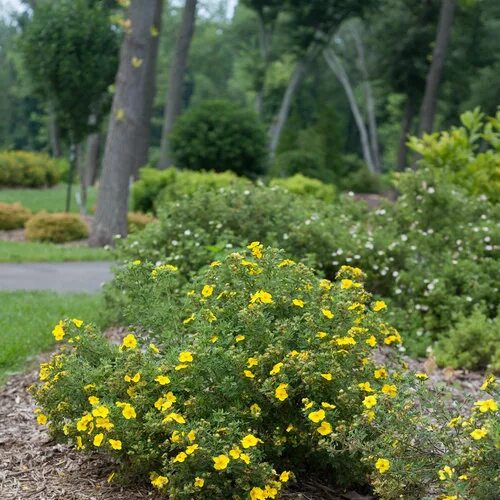 Растение лапчатка как выглядит Happy Face ® Yellow - Potentilla fruticosa Proven Winners