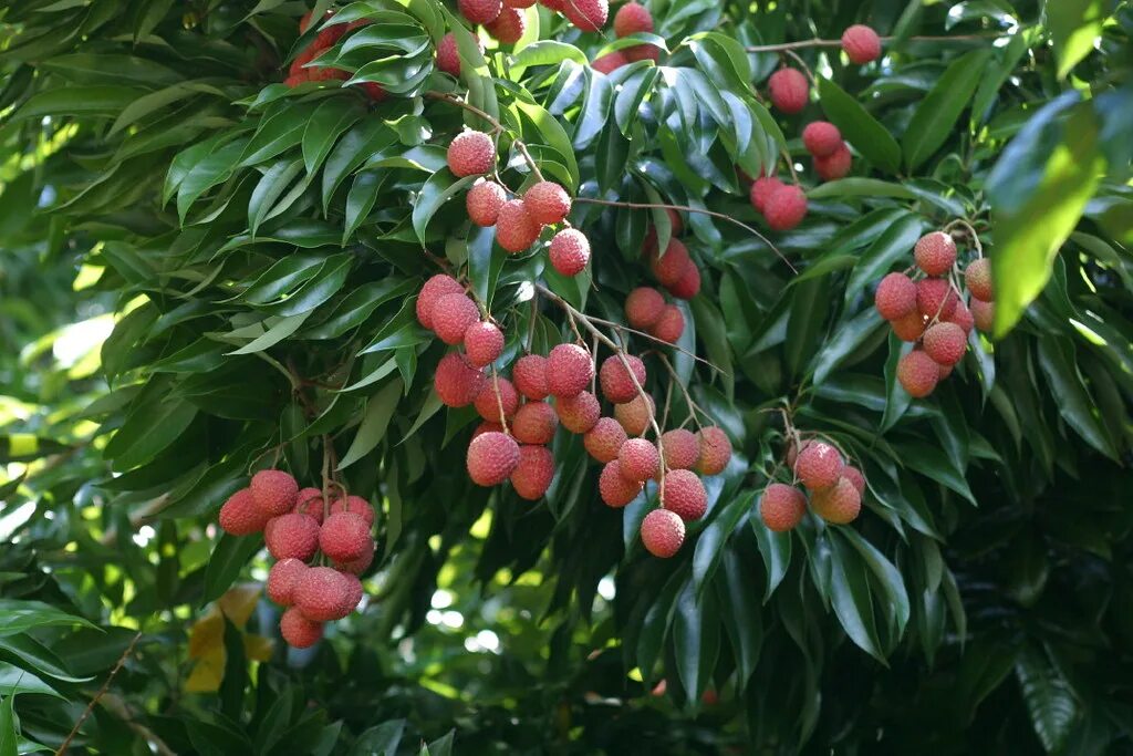 Растение личи как выглядит фото Lychees 'Mauritius' lychee (Litchi chinensis) Malcolm Manners Flickr