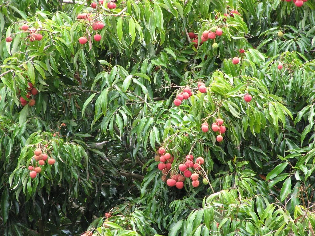 Растение личи как выглядит фото starr-090617-0940-Litchi_chinensis-fruit_and_leaves-Haiku-. Flickr