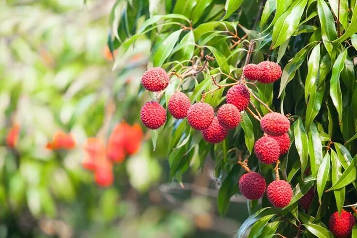 Растение личи как выглядит фото Lychee (Litchi chinensis; Chinese: 荔 枝) is the sole member of the genus Litchi i