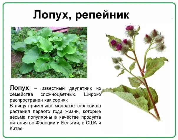 Растение лопух как выглядит и где растет Useful and medicinal properties of the recipe. It is a tall, two-year-old plant,