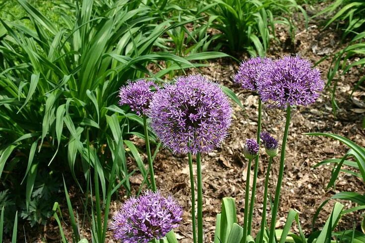 Растение лук чеснок фото Allium aflatunense - Wikipedia Allium flowers, Summer flowering bulbs, Plants