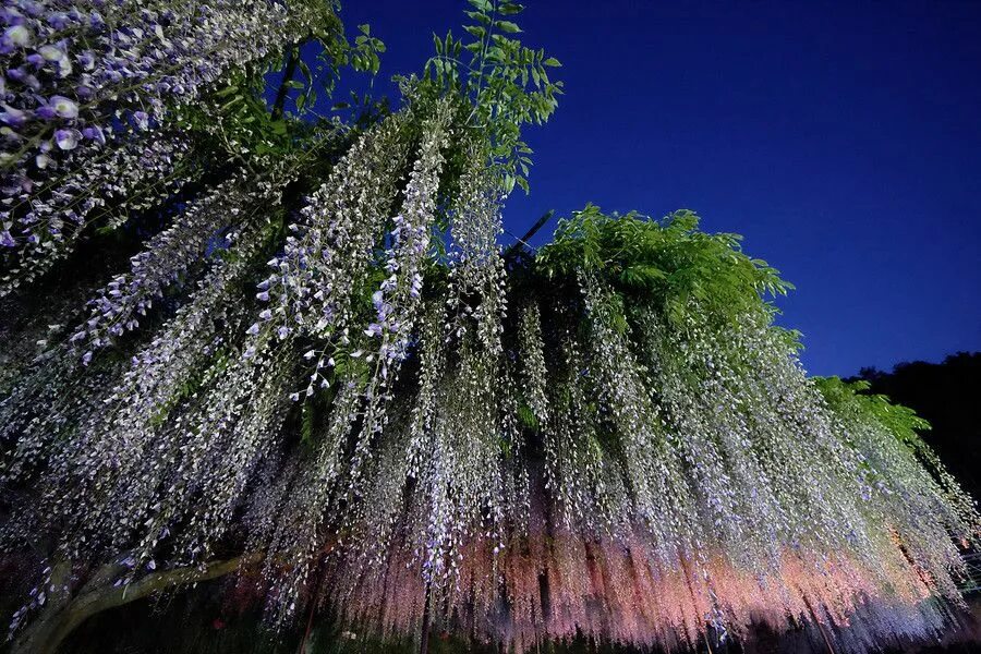 Растение мира фото Aurora by Azul Obscura 500px Beautiful flowers, Aurora, Planting flowers