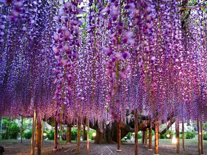 Растение мира фото This 150-Year-Old Wisteria Tree Is the Most Beautiful One in the World Wisteria 