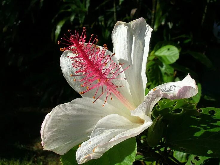 Растение мира фото Plants We Love: White Hibiscus (Hibiscus waimeae) on http://www.hortmag.com Rare