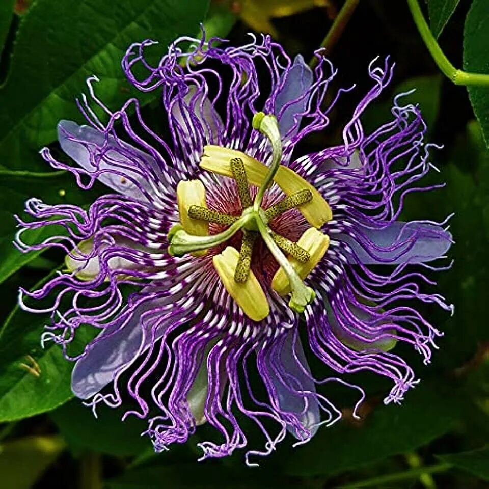 Растение мира фото Amazon.com: Passion Flower Vine