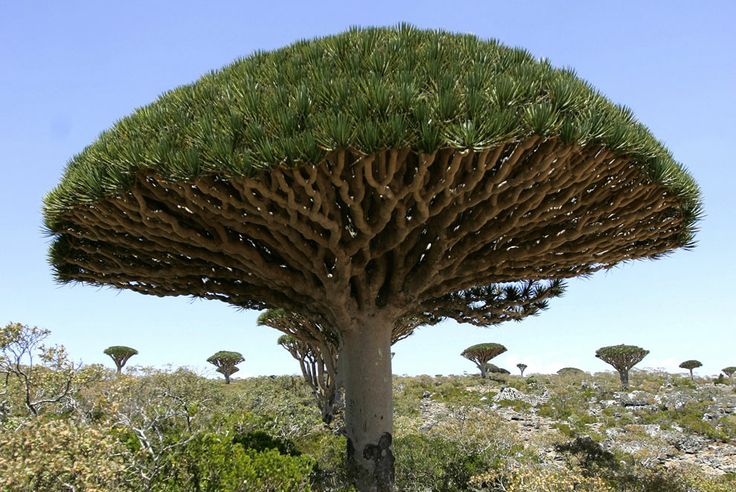 Растение мира фото Socotra Island: Home to Dragon Blood Trees