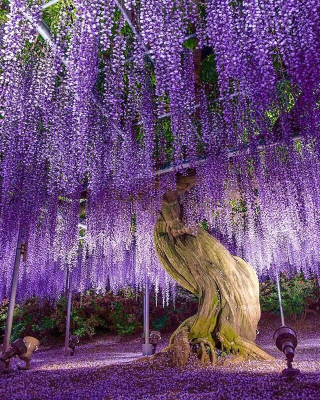 Растение мира фото Ashikaga Flower Park, Ashikaga, Tochigi, Japan, あ し か が フ ラ ワ-パ-ク, 足 利, 栃 木, 日 本