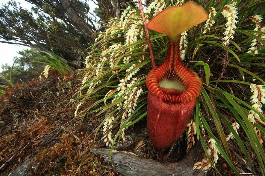 Растение мира фото nepenthes villosa Carnivorous plants, Pitcher plant, Plants