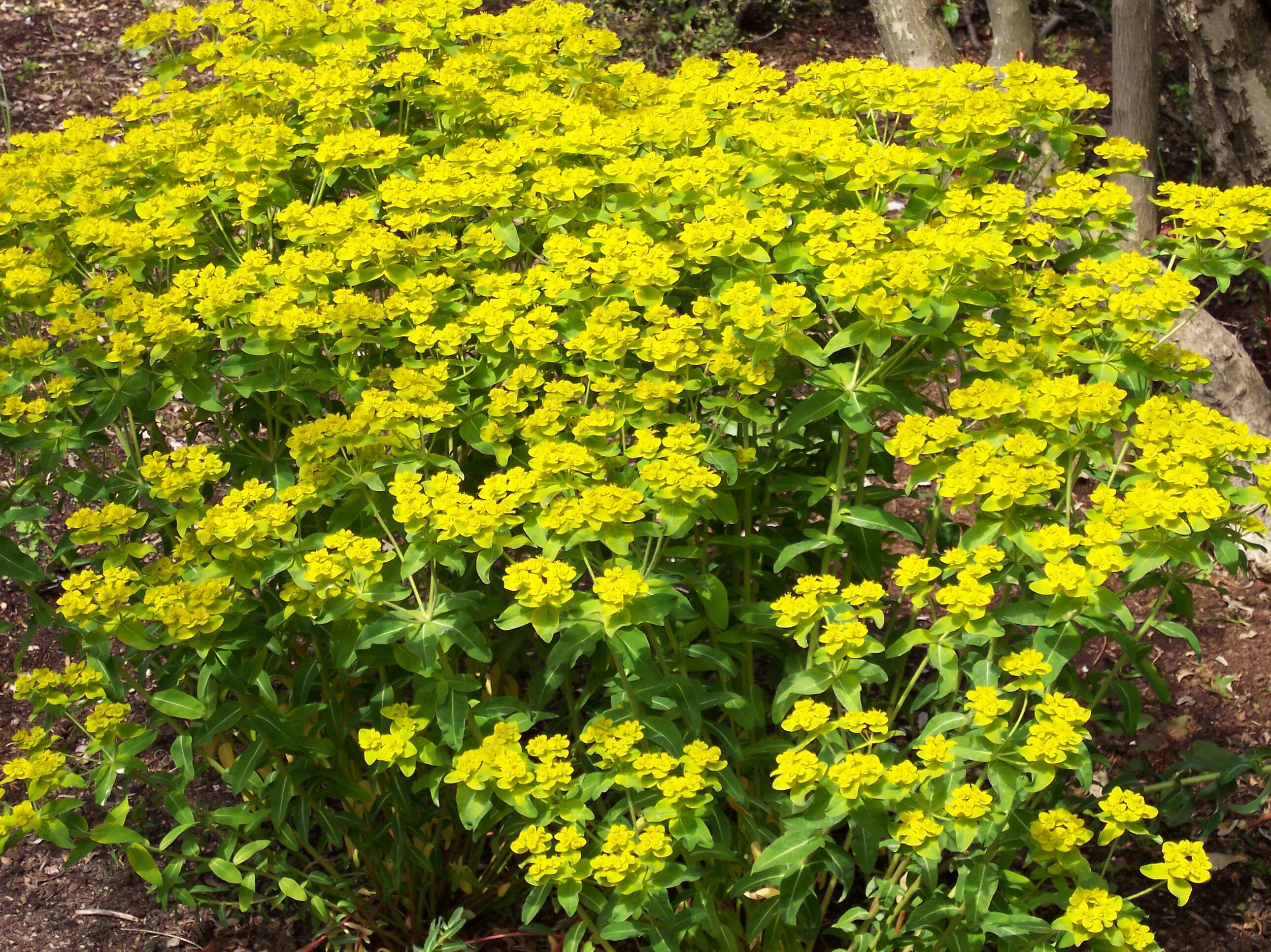 Растение молочай фото садовое File:Euphorbia wallichii.jpg - Wikimedia Commons