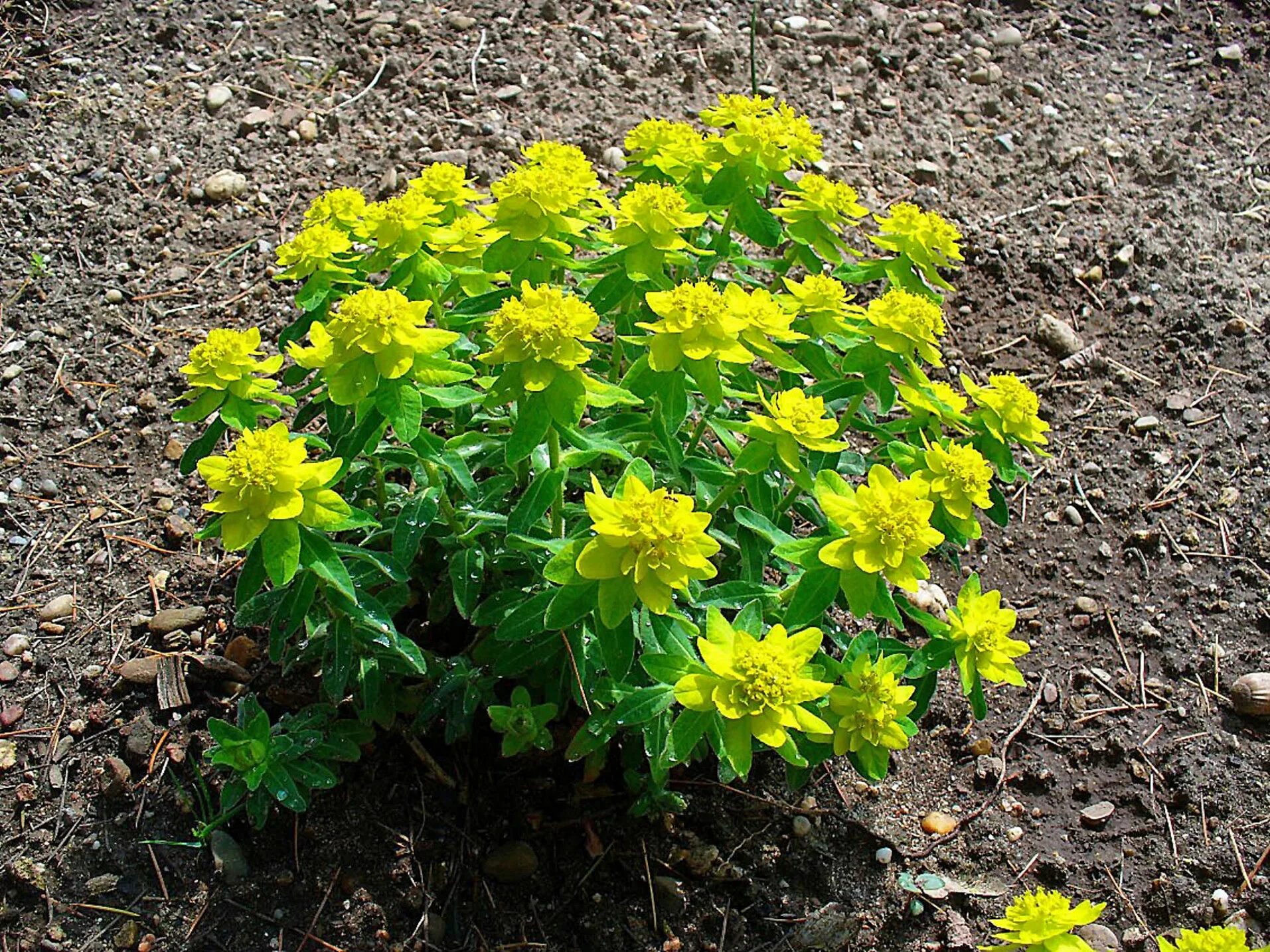 Растение молочай фото садовое Vielfarbige Wolfsmilch Euphorbia epithymoides Beschreibung Steckbrief Systematik