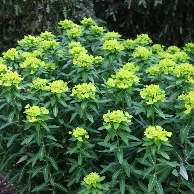 Растение молочай фото садовое Euphorbia cornigera ....................................... F/S P/S. 75cm. Moist