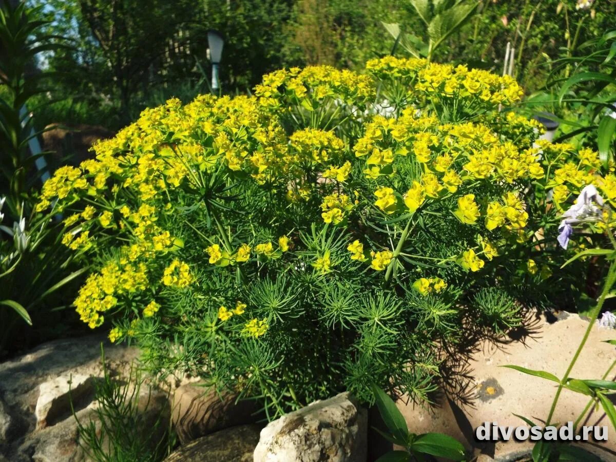 Растение молочай фото садовое Многолетние цветы Алиссум горный (Alyssum montanum) Р9 купить по цене 211 руб. Д