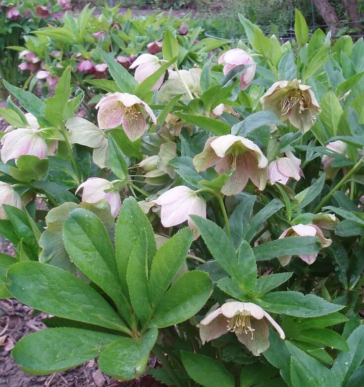 Растение морозник как выглядит Helleborus orientalis Shade garden, Dream garden, Plant design