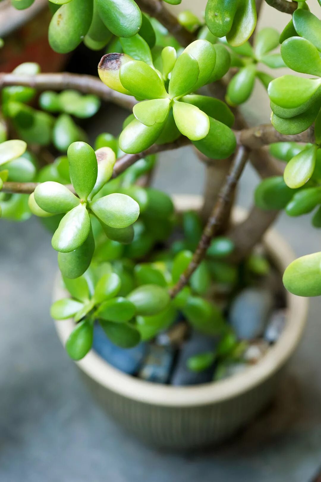 Растение нефрит комнатное фото 10 of the Best Indoor Succulents for Beginners to Grow as Houseplants Jade plant