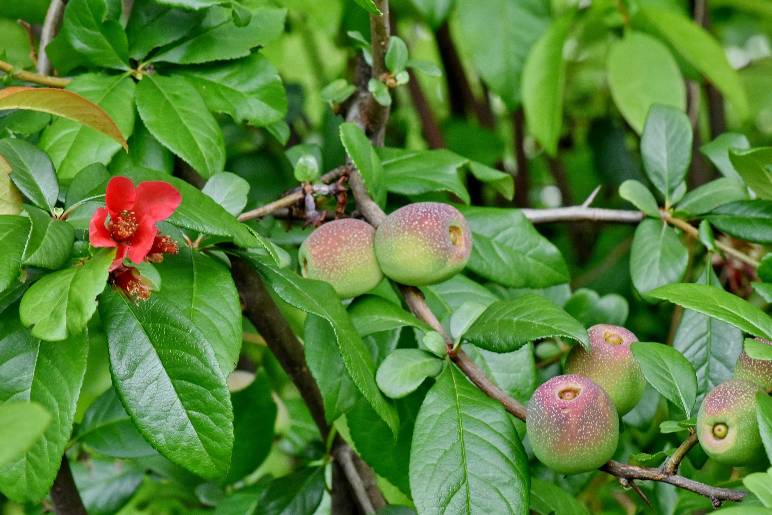 Растение нектарин как выглядит Free picture: flower, orchard, organic, peach, fruit, food, nature, tree, branch