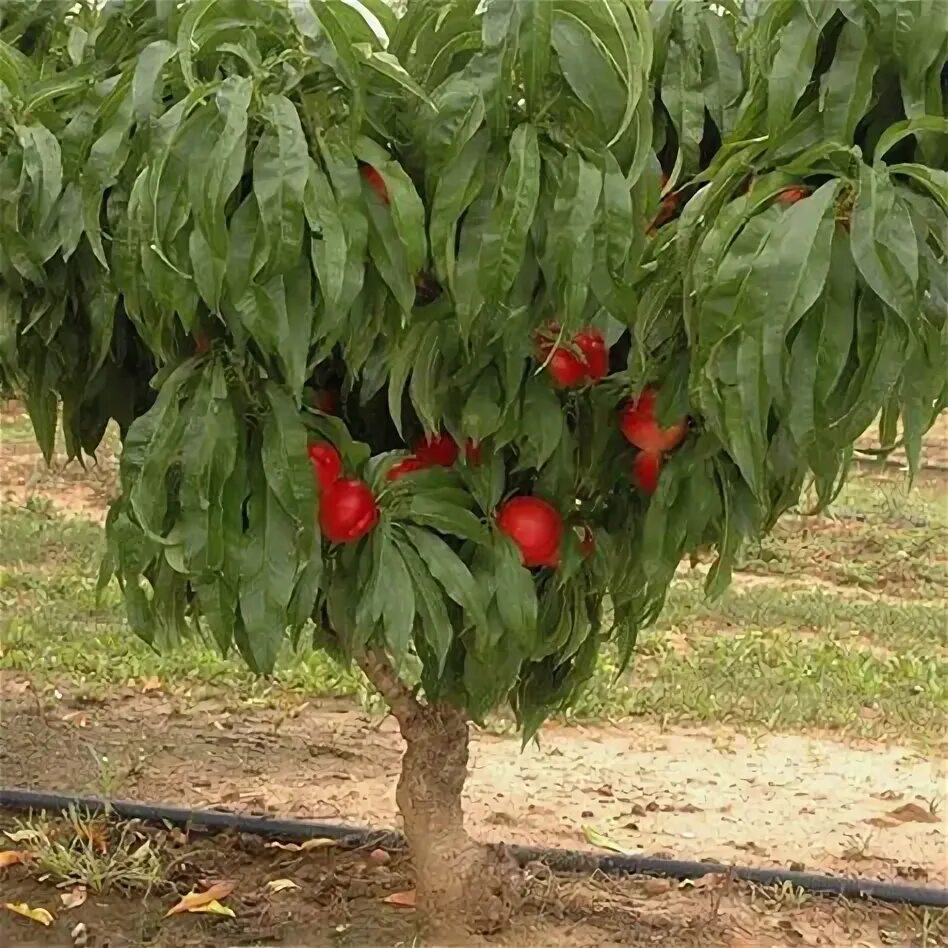 Растение нектарин как выглядит 10 популярных идей на тему "nectarine tree" для вдохновения