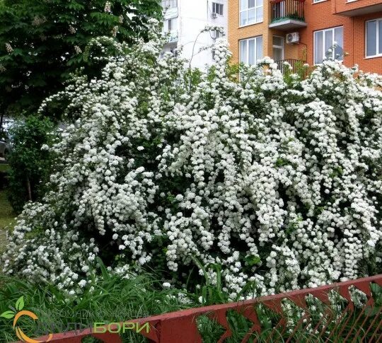 Растение невеста кустарник научное название фото Саженцы спиреи Белая Невеста купить в Москве и Подмосковье в интернет магазине п