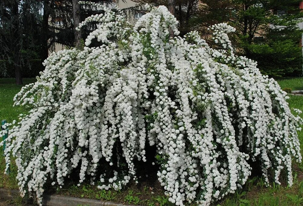 Растение невеста кустарник научное название фото Саженцы Спирея ниппонская Сноумаунд купить в Москве и РФ. Описание сорта. Пункты