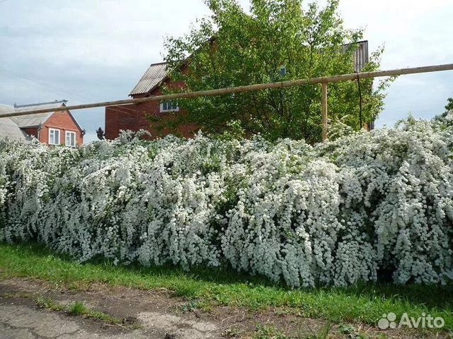 Растение невеста кустарник научное название фото Сперия-майское дерево (кустарник) купить в Рыбном Товары для дома и дачи Авито